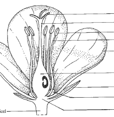 <p>Flower parts?</p>