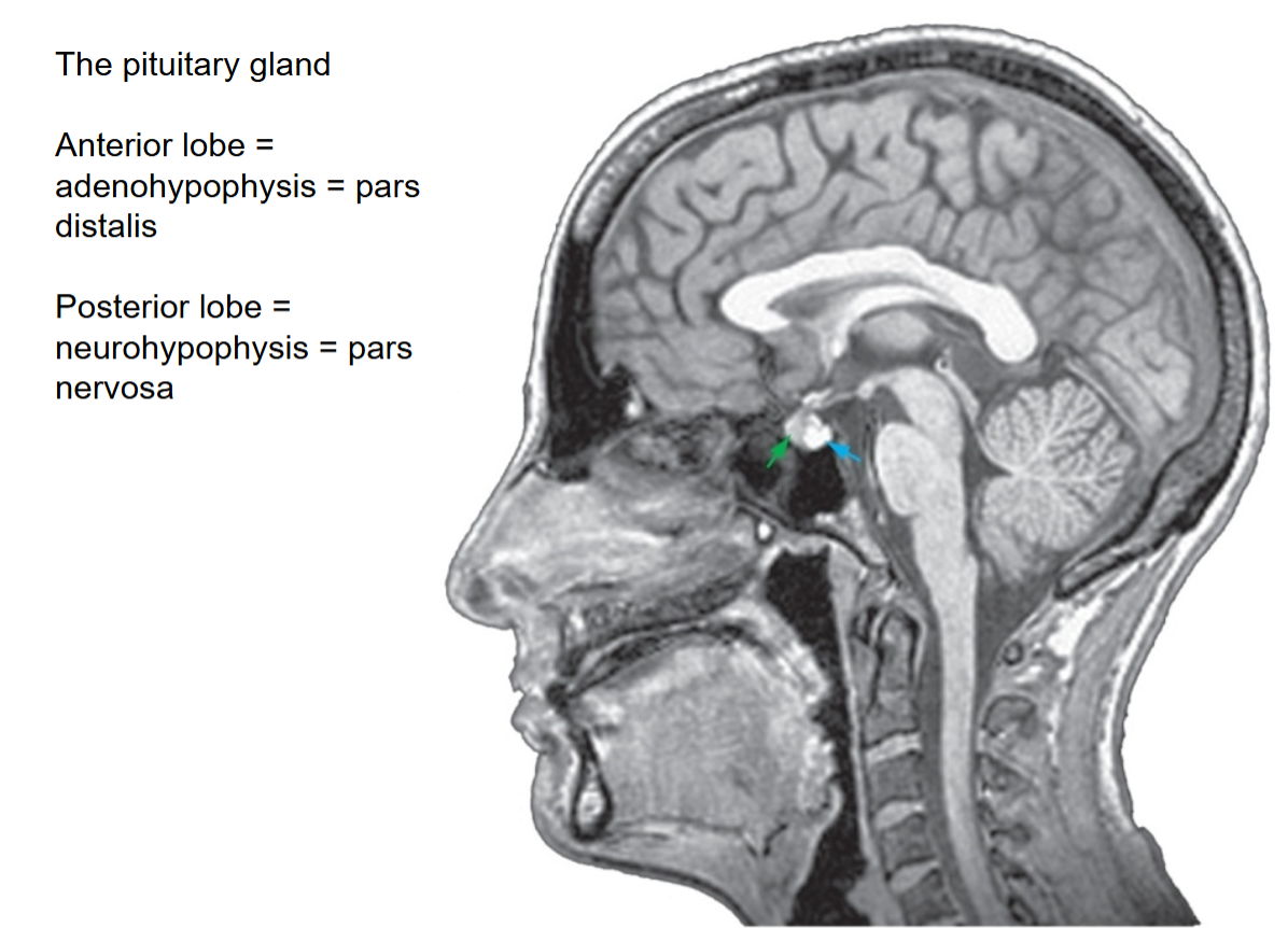 <p>How does the hypothalamus control the pituitary for the posterior lobe? what nuclei are involved?</p>