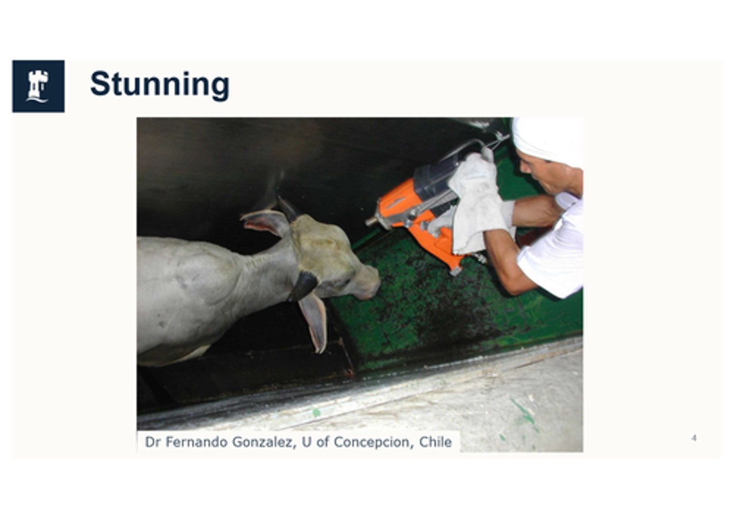 <p>Any intentionally-induced process which causes loss of consciousness and sensibility without pain, including any process resulting in instantaneous death - the loss of consciousness and sensibility shall be maintained until the death of animal</p>