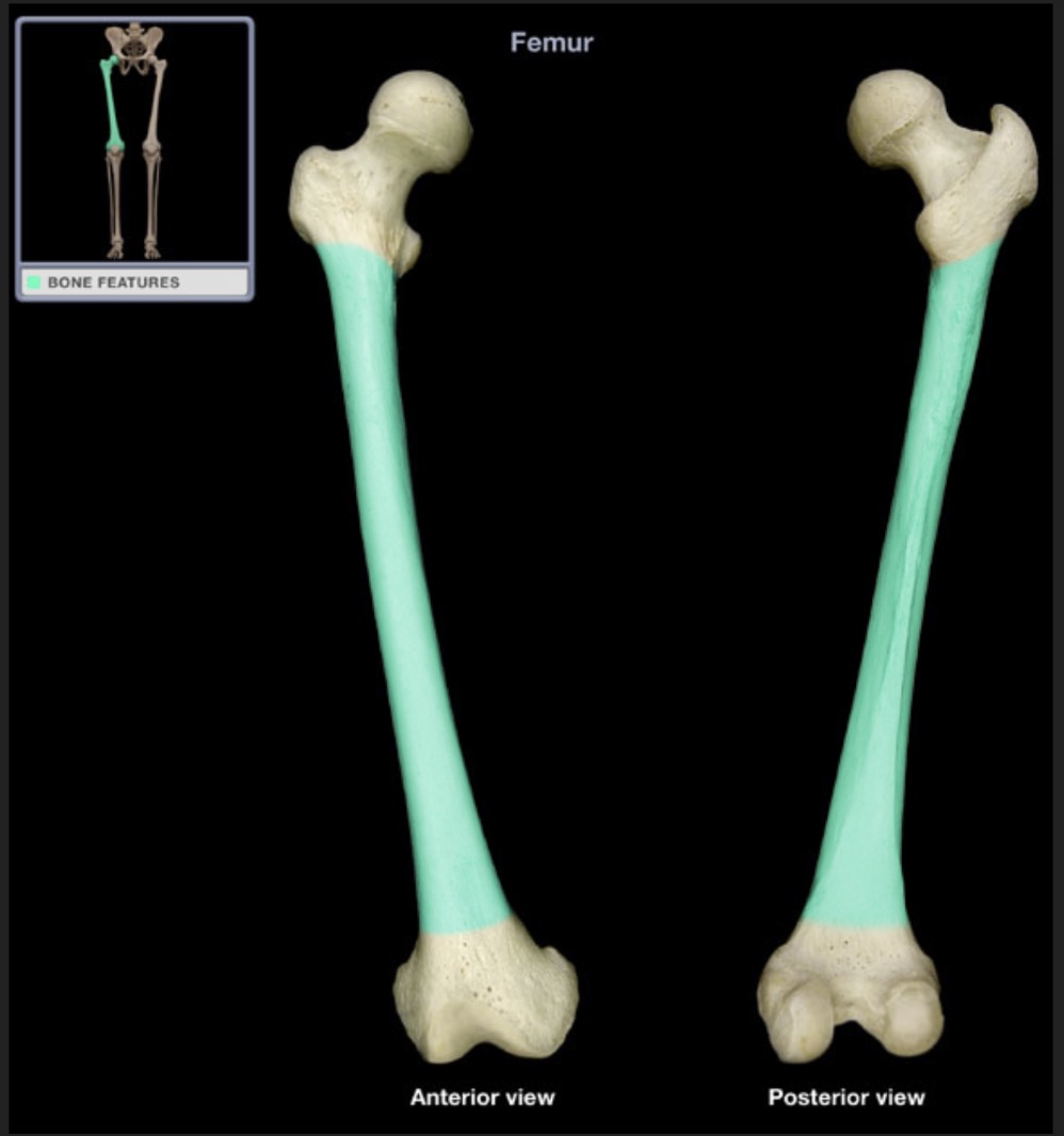 <p><span style="font-family: Arial, sans-serif; color: rgb(45, 59, 69)">the diaphysis or femoral body</span></p>