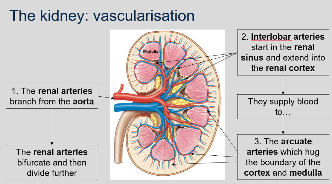 The interlobar arteries start in the renal sinus and extend into the renal cortex. They supply blood to the arcuate arteries. 