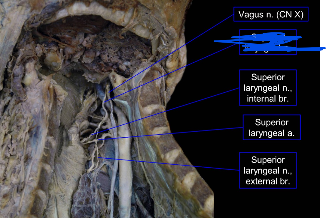 <p>Name the nerve</p>