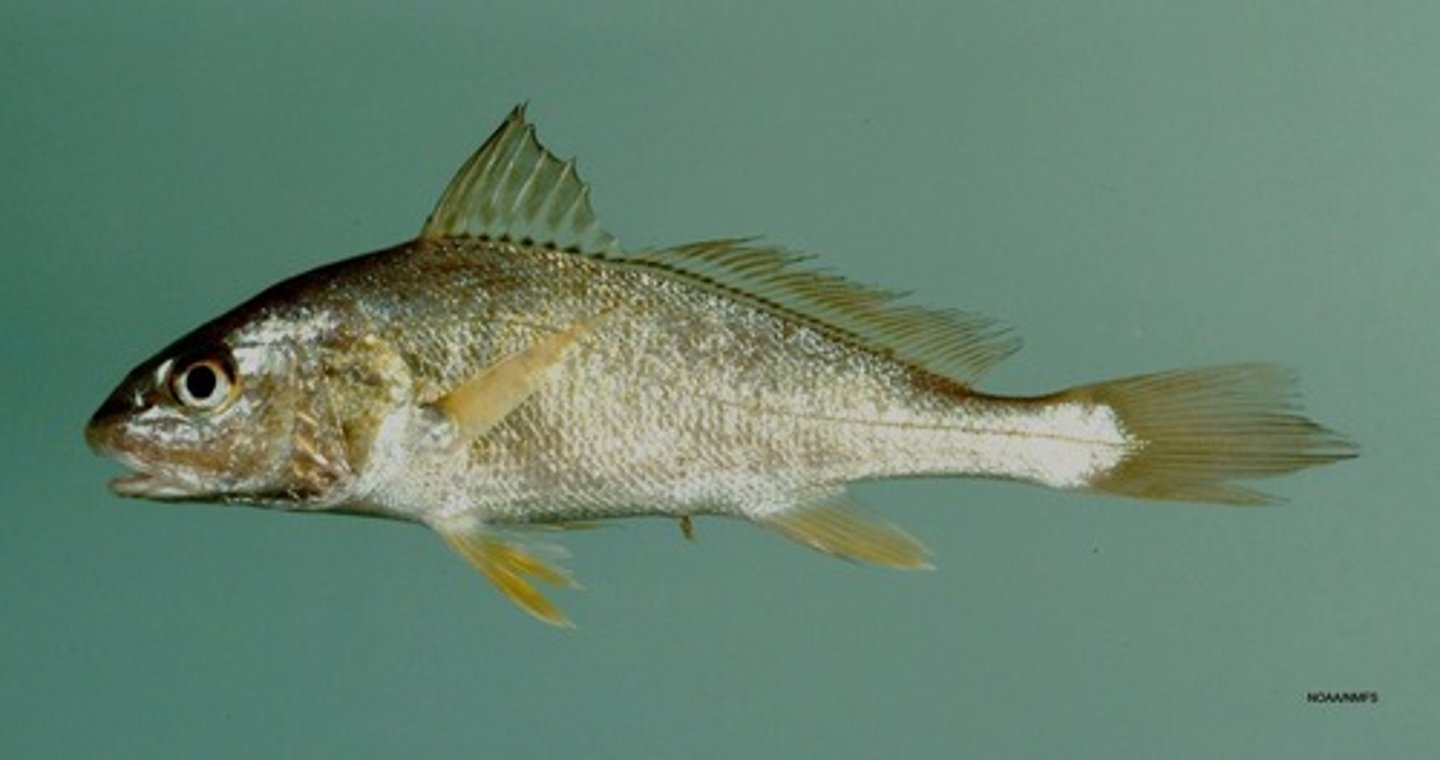 <p>Order Acanthuriformes;</p><p>Drums and Croakers;</p><p>-Dorsal fins divided by a distinct notch</p><p>-Long soft dorsal fin (&gt;/= 24 rays)</p><p>-Not the smartest looking fish</p><p>-Highly arched at dorsal fin origin</p><p>-Marine, brackish, and freshwater</p><p>-67 genera, 283 species</p><p>-Single TN species</p>