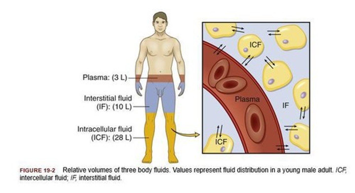 <p>Intravascular (plasma), interstitial (between cells), transcellular (e.g., cerebral spinal fluid)</p>