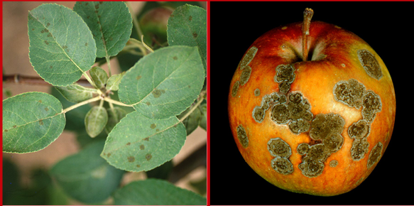 <p>Host: Ornamental and Fruit trees in Rosaceae </p>