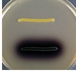 <p>dark brown color = esculin digested</p>