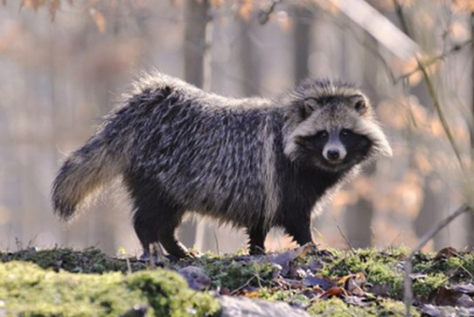 <p>zařaď živočicha do systému</p><p>Třída - řád - čeleď - druh čeština (latina)</p>