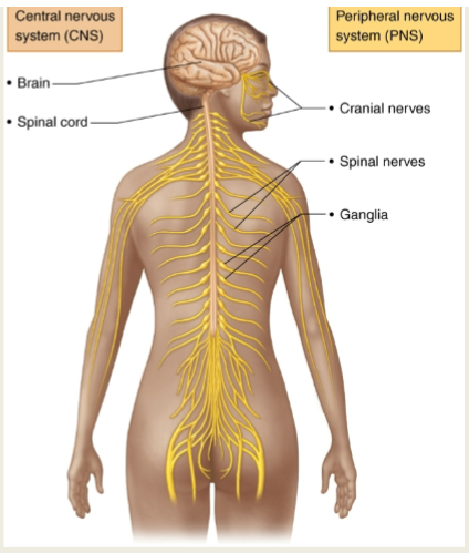 <p>CNS: Made up of the brain and spinal cord.</p><p>Integration of input and determines appropriate output</p>