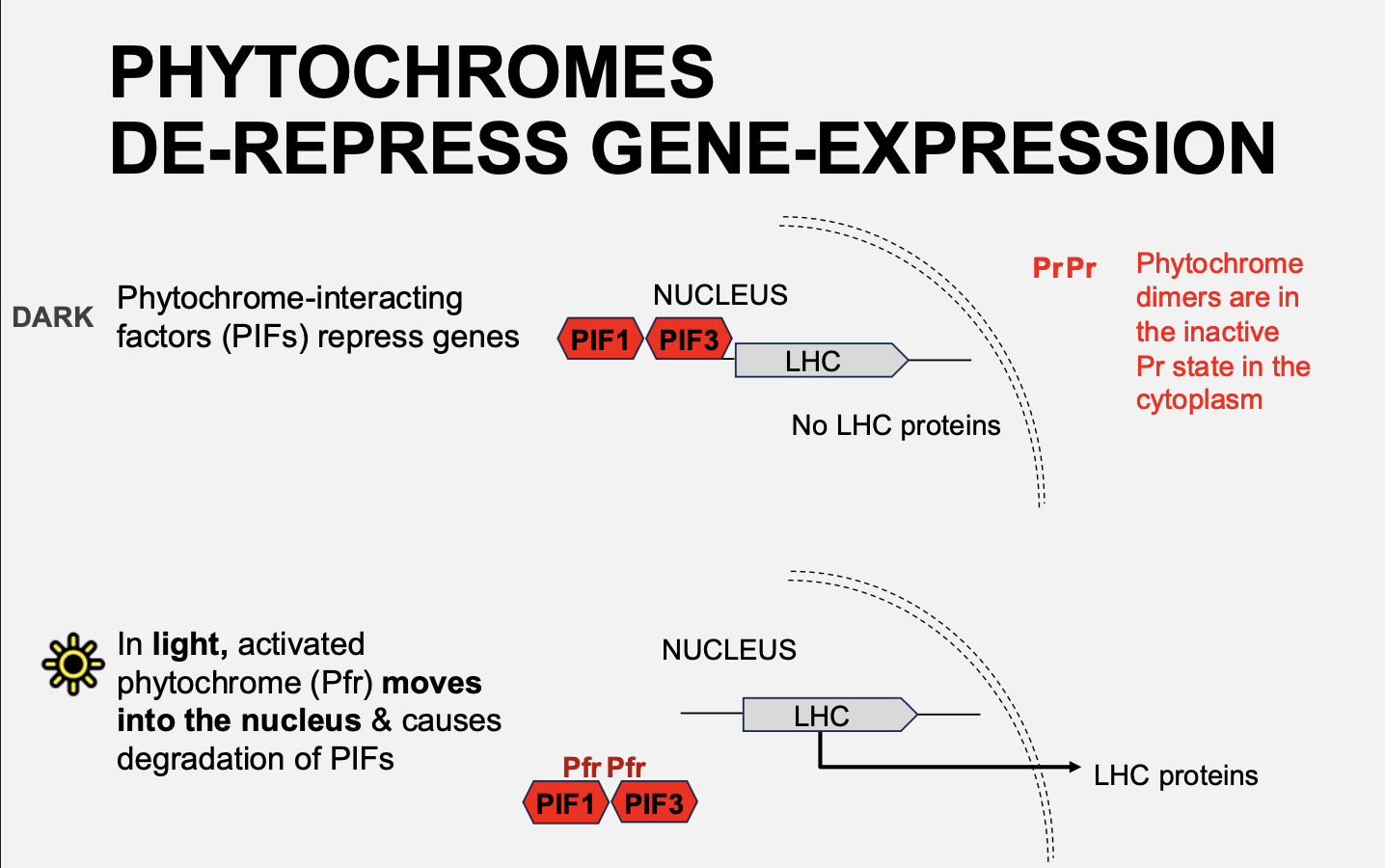 <ol><li><p>Activation by red light</p></li><li><p>Pfr conformation</p></li><li><p>can translocate fro the cytosol to the nucleus</p></li><li><p>interact with the <strong>repressive </strong> transciption factors (PIFs) that bind the promoter of the genes including LHC</p></li><li><p>Allows LHC transciption</p></li></ol><p><strong>overall:</strong> phytochoromes de-repress gene-expression</p><p></p>