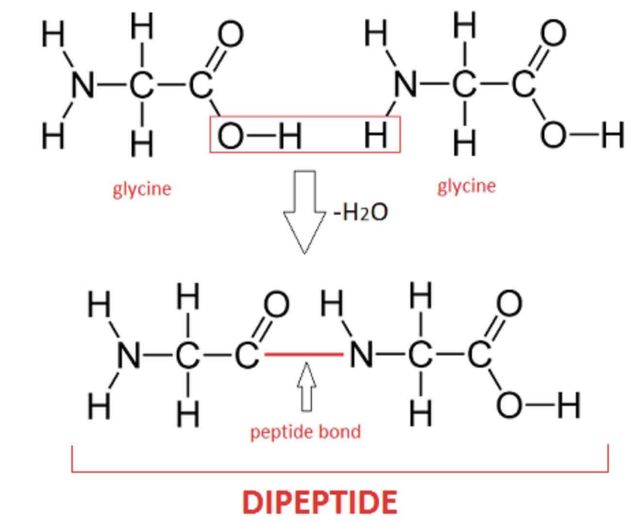 <p>Proteins are linear sequences of amino acids. The amino group of one amino acid reacts with the carboxyl group of another by condensation reaction; water is eliminated and a <strong>peptide bond</strong> is formed. The resulting compound is a <strong>dipeptide</strong>.</p><p>More amino acids can be added in this way to form a <strong>polypeptide</strong> molecule which is a type of polymer. The polypeptides can be further modified to form <strong>protein</strong> molecules each with specific <strong>structures</strong> and <strong>functions</strong>.</p><p>Water is produced as a byproduct.</p>