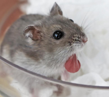 <p><span>More common in dwarf species</span></p><p><span>Possible causes - food impaction, inflammation, abscess, neoplasia</span></p><p>Treatment - GA and examine, flush/clean, reposition, suture, ± NSAIDs, antibiotics</p>