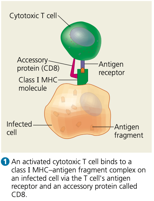 **Response to infected host cells**

* In cell-mediated immune response, cytotoxic T cells use toxic _____ to kill cells infected by viruses or other intracellular pathogens before pathogens fully mature

\

1. An activated _____ T cell binds to a class _ MHC-antigen fragment complex
2. **___**, an accessory protein, binds to the class I MHC molecule