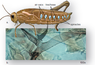 Tracheae of insects.