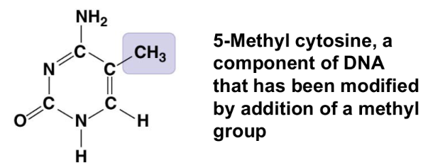 <ul><li><p>affects the expression of genes</p></li><li><p>affects the shape and function of sex hormones</p></li><li><p>compound name: methylated compound</p></li></ul><p></p>