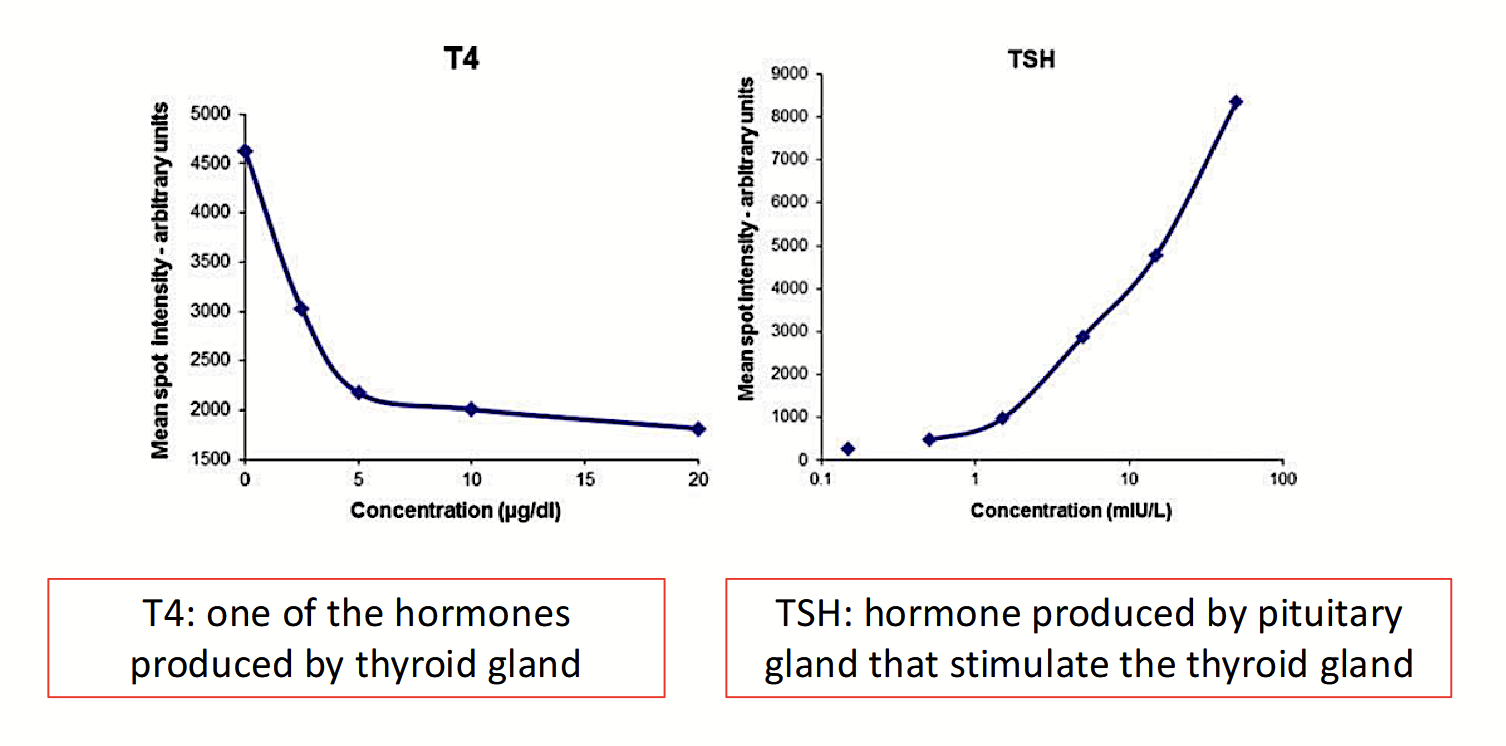 <p><strong><u>Negative feedback cycle:</u></strong></p><ul><li><p><strong>Low </strong>levels of thyroid hormones (T3/T4 below bodily needs) → feedback stimulates anterior pituitary gland to produce more TSH → TSH activates thyroid gland → produces more T3 and T4.</p></li><li><p><strong>Adequate/high</strong> levels of thyroid hormones (T3/T4 levels reach bodily demand) → feedback stimulates anterior pituitary gland to produce less TSH → TSH activates thyroid gland → thyroid gland produces less T3 and T4.</p></li></ul><p></p>