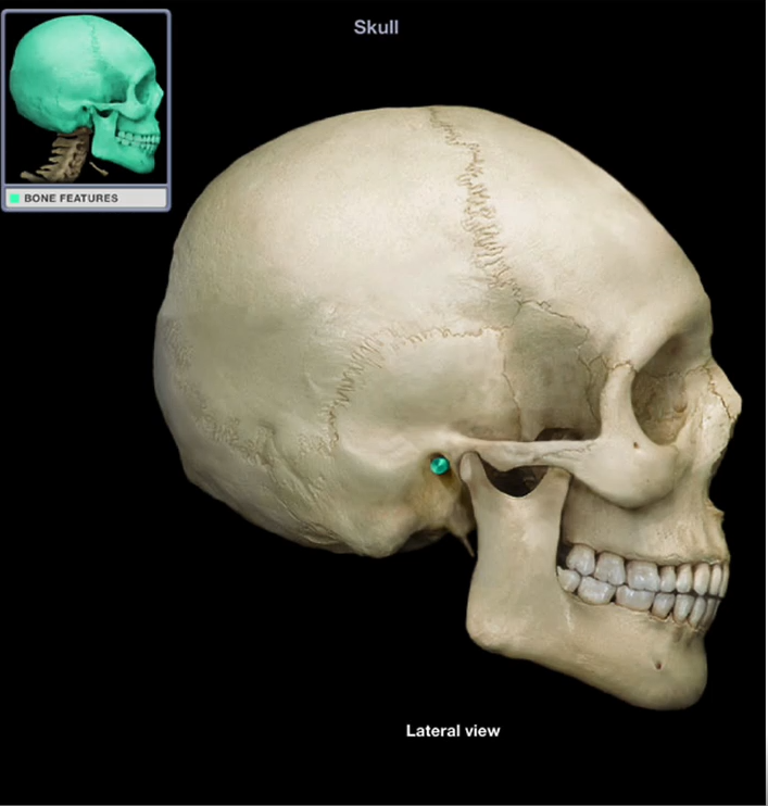 <p>External Auditory Canal</p>
