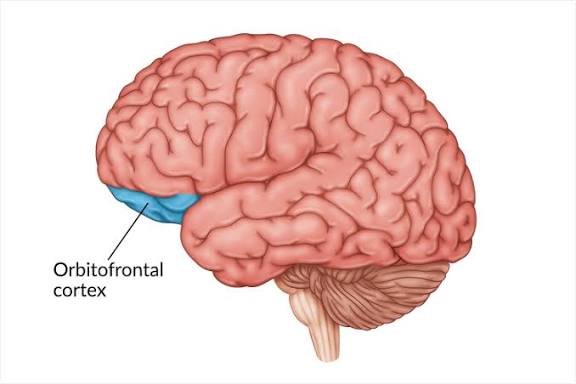 <p>Cortex orbitofrontal</p>