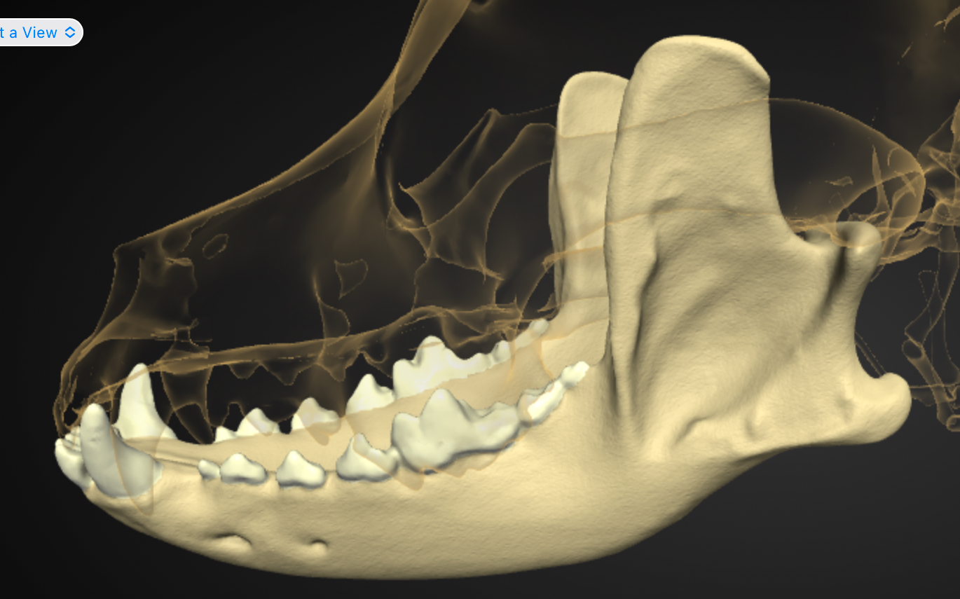 <p>Structure - Mandible</p>