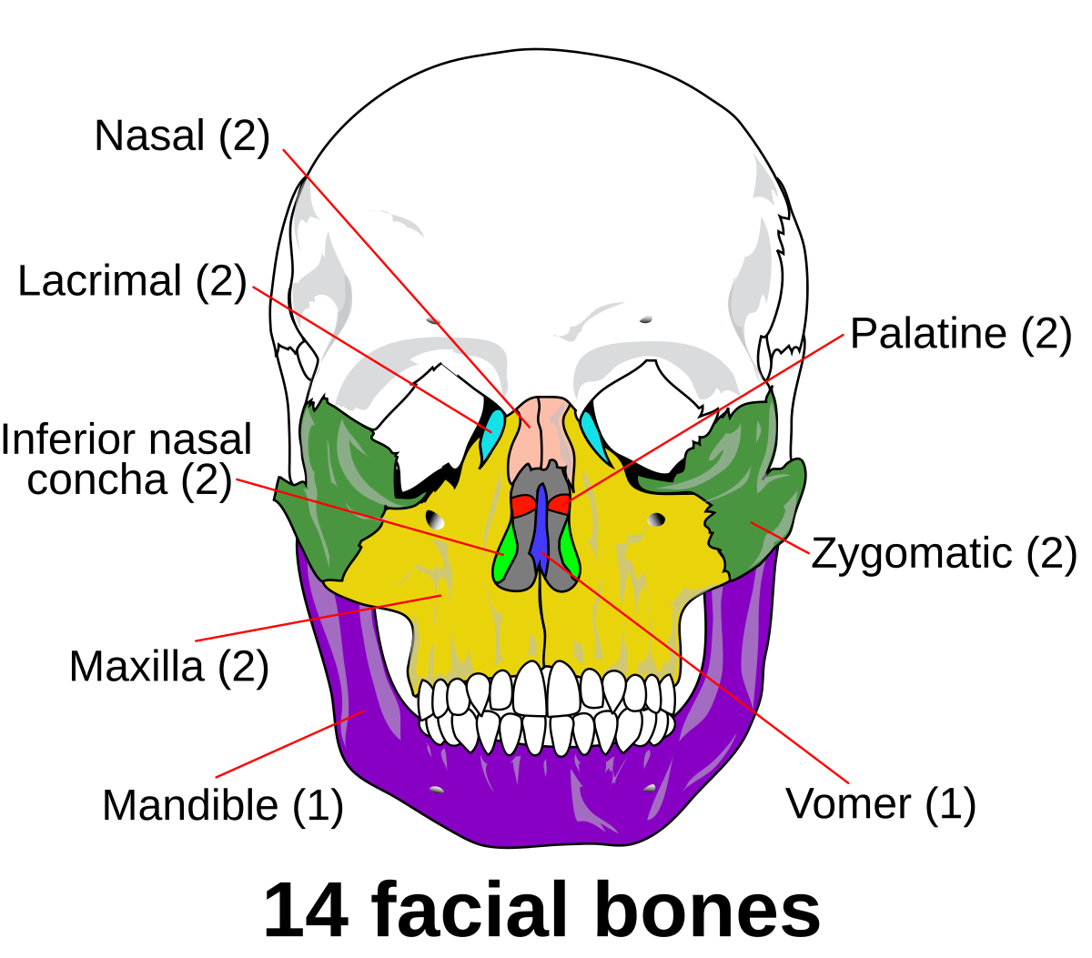 <p>Vomer (1), Zygomatic (2), Palatine (2), Nasal (4), Lacrimal (2), Maxilla (2), Mandible (1)</p>