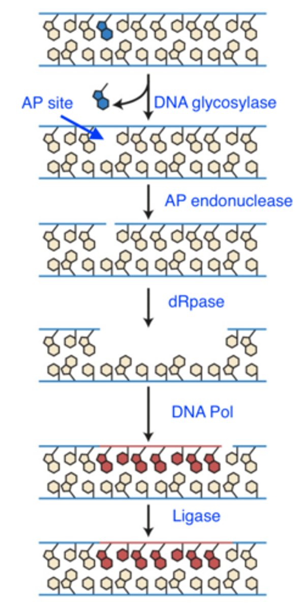 <p>- <b>damage:</b> non bulky base damage<br>- <b>recognizes:</b> altered base structure<br>- <b>repair mechanism:</b> <br> 1. DNA glycosylase cleaves base sugar bond<br>-- leaves AP site<br>-- can also fix existing APs<br> 2. AP endonuclease makes cut in backbone<br> 3. dRpase removes stretch of DNA<br> 4. DNA Pol synthesizes new DNA<br> 5. Ligase seals nick in backbone</p>