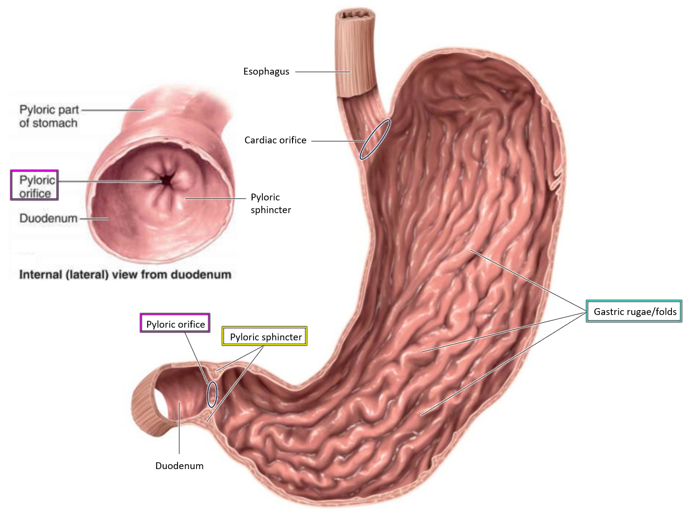 <p><strong>into the duodenum, </strong>the first part of the small intestine.</p>