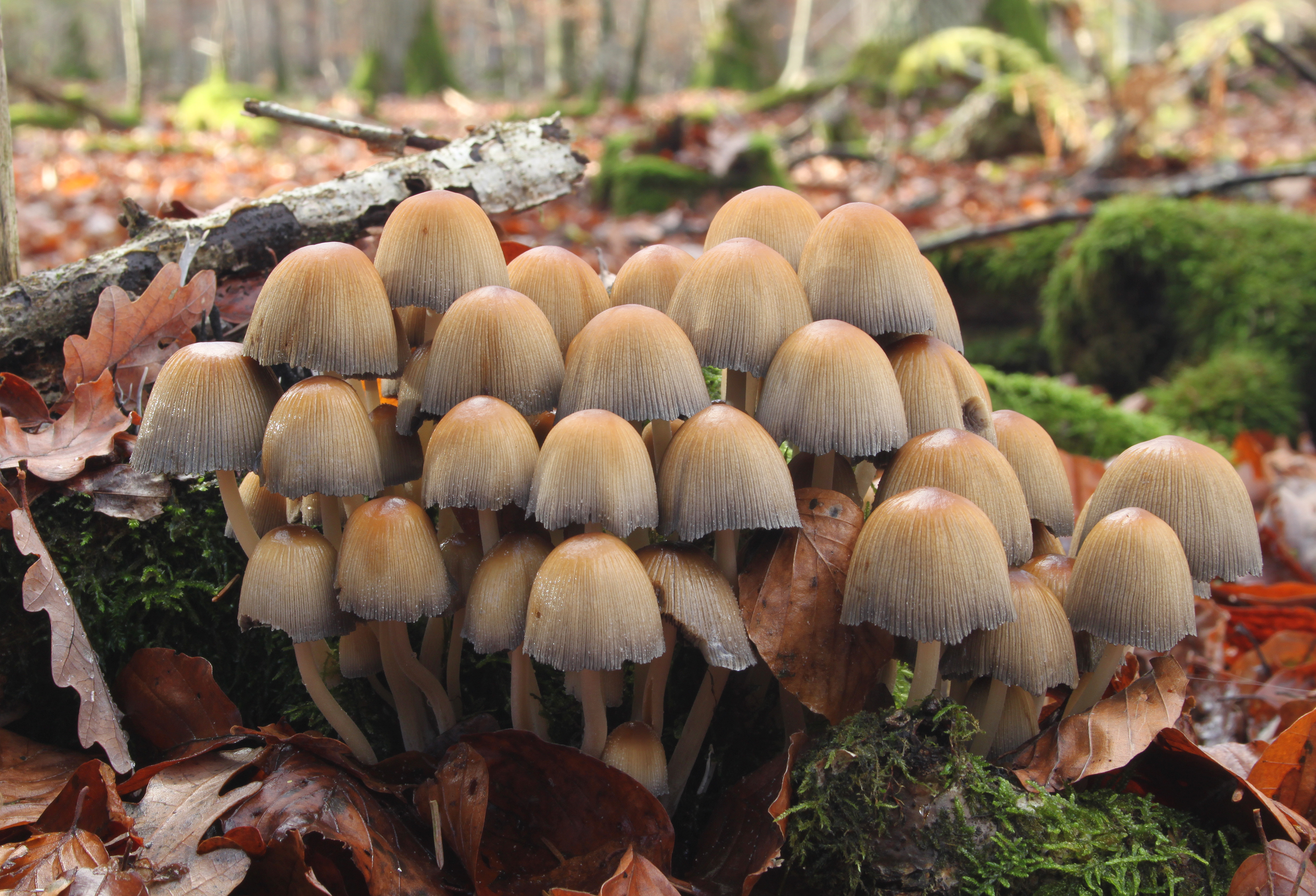 <p>What fungus is this? (Common name)</p>