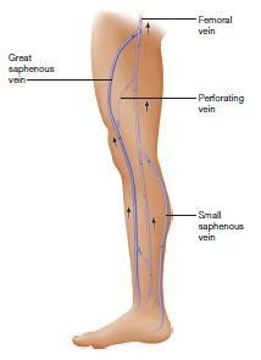 <p>Great saphenous vein and small saphenous vein.</p>