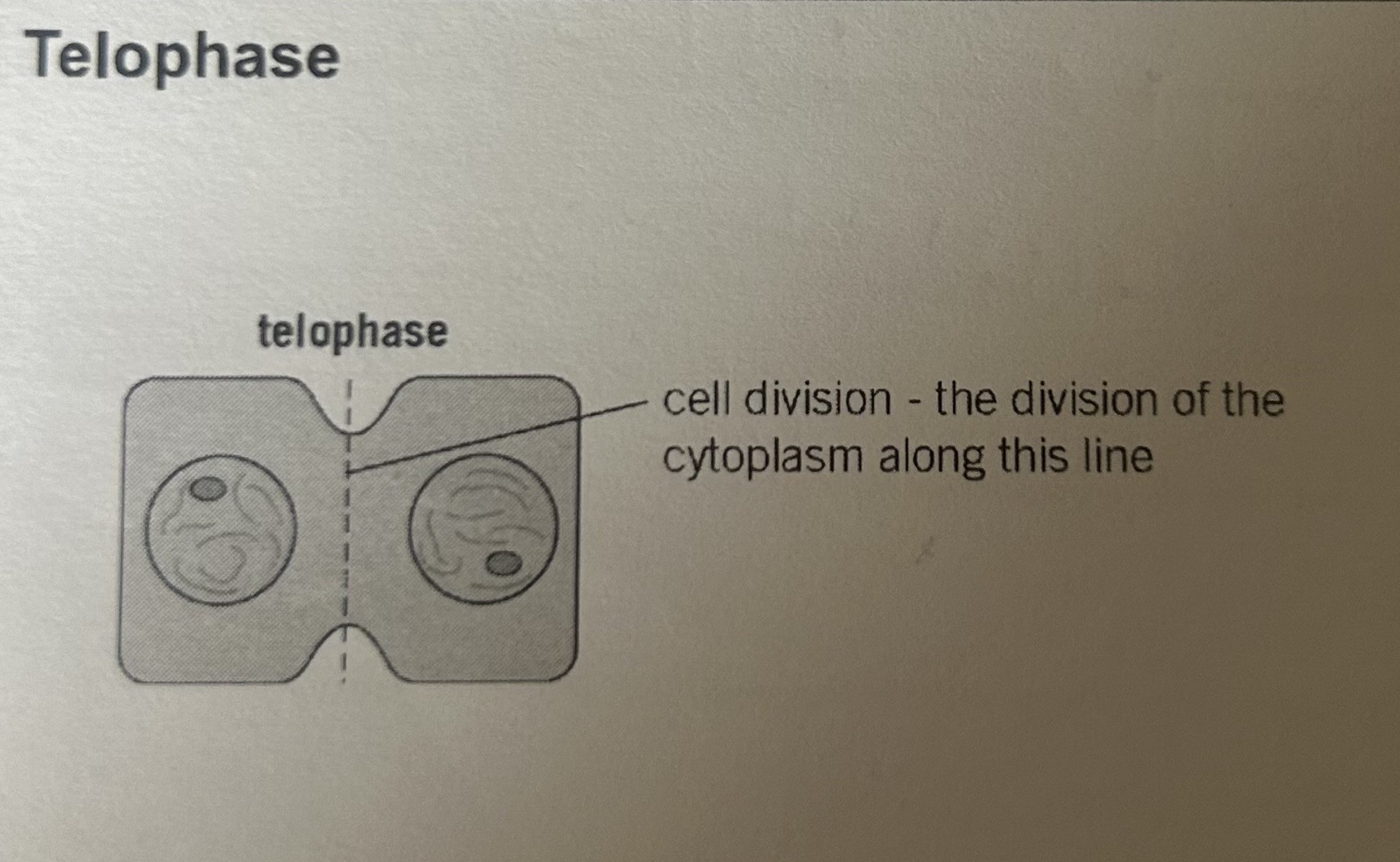 <p>Cells divide into two identical daughter cells</p>