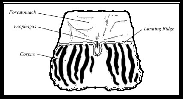 <p><span>Digestion</span></p>