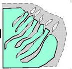 <p>Embayed coastlines</p><p>Estuaries and tidal flats</p><p>Channels widen towards the coast</p>