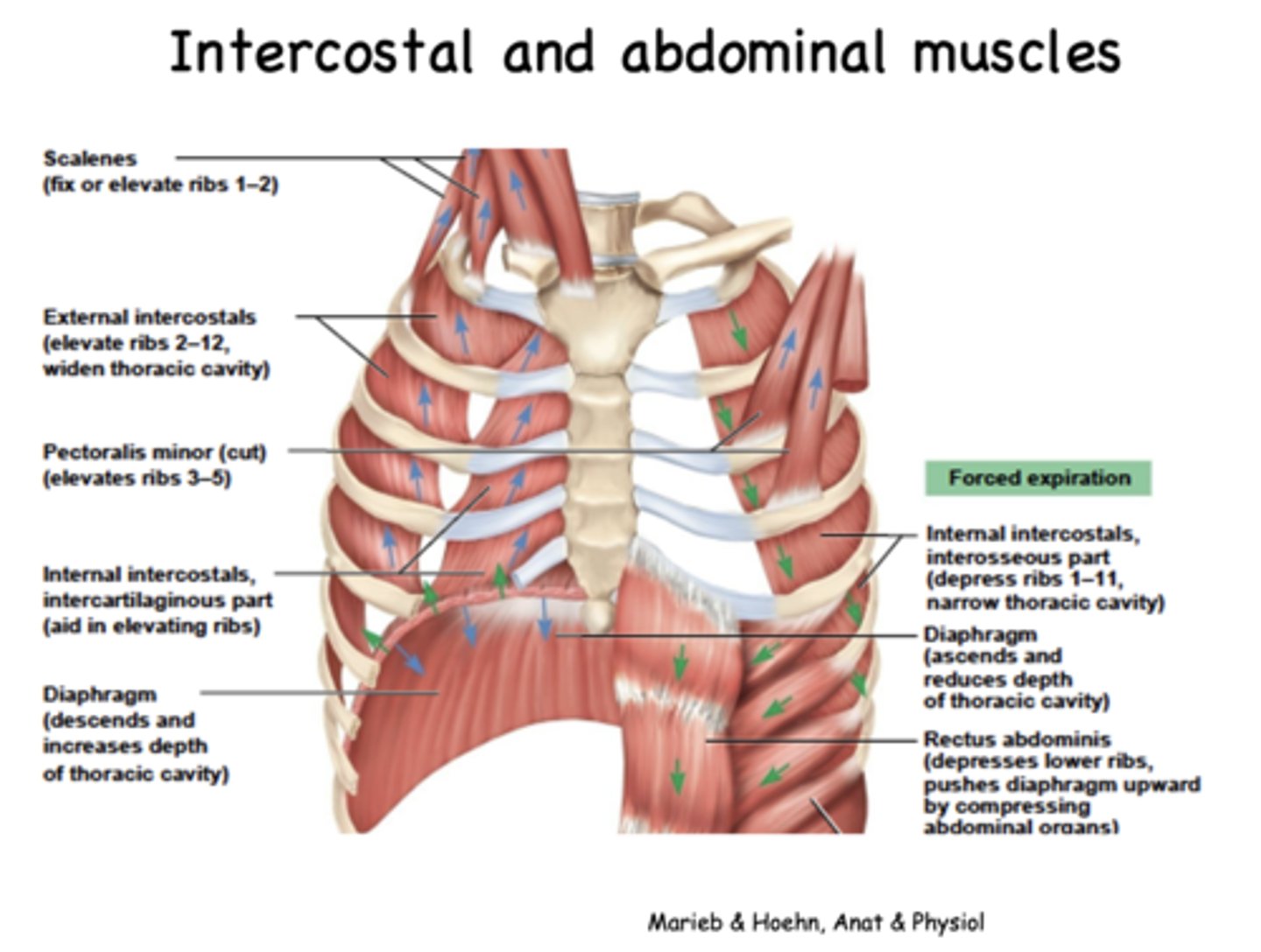 <p>- Internal intercostals</p><p>- Diaphragm</p><p>- Abdominal muscles</p><p>- Rectus abdominis</p>