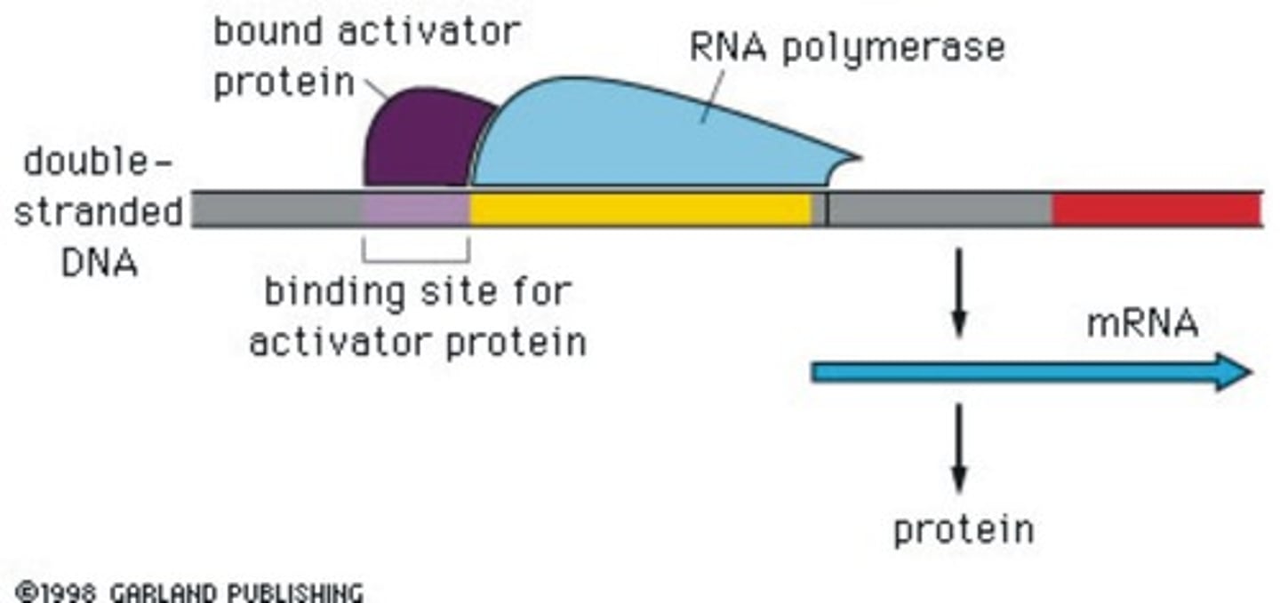 <p>The DNA binding protein activator is responsible for enhancing the interaction of RNA polymerase and a particular promoter thus encouraging the expression of a gene.</p>