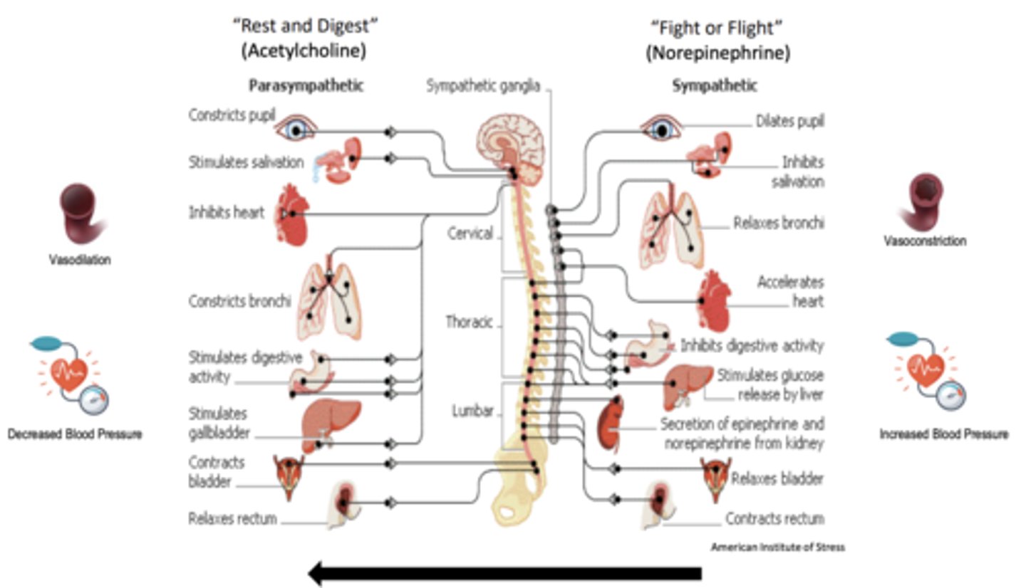 <p>- increase "rest and digest" functions and decrease "fight or flight" functions</p><p>- methacholine</p><p>- bethanechol</p><p>- cevimeline</p><p>- pilocarpine </p>