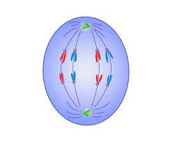 <p>chromosomes move along spindles to opposite ends of cell, cell develops cleavage furrow</p>