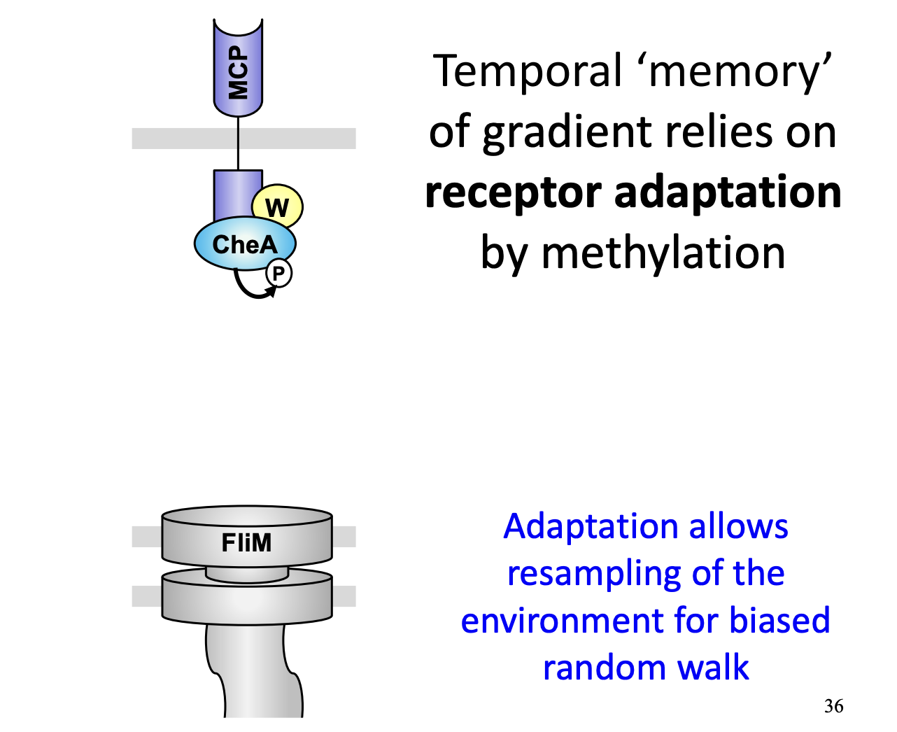 <ul><li><p>use temporal memory</p></li><li><p>Achieved through a negative feedback mechanism→ based on methylation of MCP proteins</p></li><li><p>Uses the different timings of methylation and phosphorylation:</p><ul><li><p>Methylation is <strong>slower</strong> than phosphorylation</p></li><li><p>Methylation is <strong>slower</strong> than de-methylation</p></li></ul></li></ul><p></p>