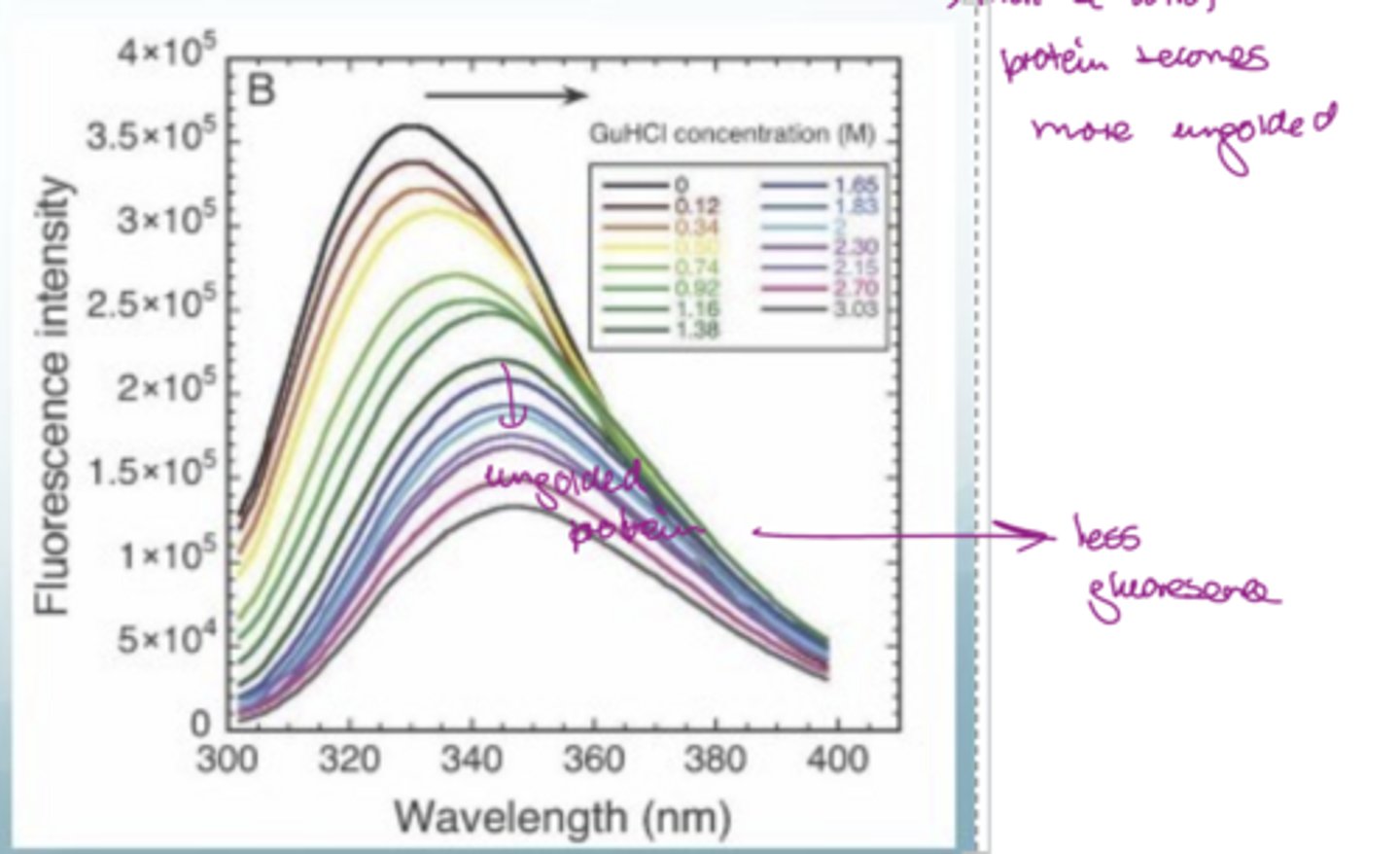 <p>Undergoes a<strong> hypsochromic (i.e. blue) shif</strong>t</p><ul><li><p>has a<strong> higher quantum yield</strong></p></li><li><p>so <strong>lower emission maximum</strong></p></li></ul><p>The lowest curve has less fluorescence so this is an unfolded protein</p>