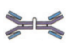 <p>19. The antibody type shown at right has what special feature?</p><p class="p1">A. It can cross the placenta to protect the fetus.</p><p class="p1">B. It can activate ADCC better than other antibody types.</p><p class="p1">C. It is involved in the Type I hypersensitivity response.</p><p class="p1">D. It is the major antibody found in mucus membranes.</p><p class="p1">E. It is the first antibody produced in response to an infection.</p>
