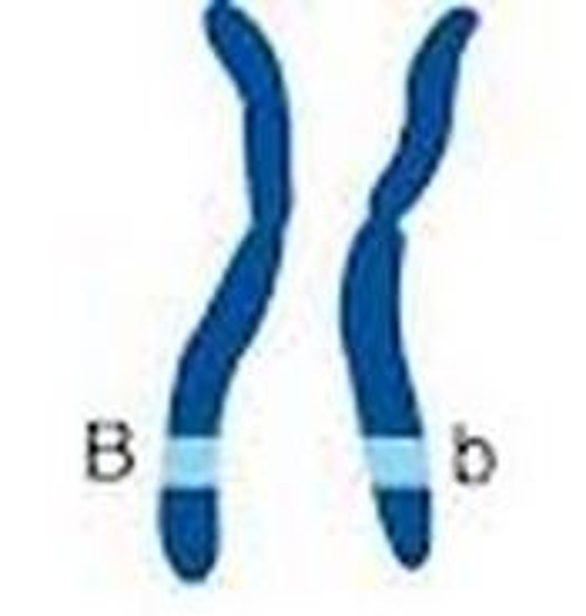 <p>Genotype with one dominant and one recessive allele (Bb).</p>