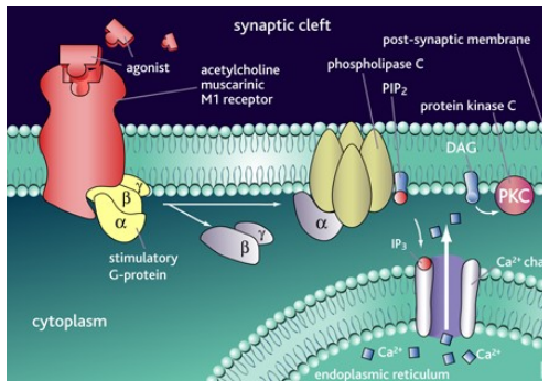 <ul><li><p class=""><strong>M1, M3, M5</strong>:</p><ul><li><p class="">Activate G<sub>q/11</sub> proteins = excitation</p></li><li><p class="">Phospholipase activation = ↑ intracellular Ca²+ = depolarization</p></li><li><p class="">Slow EPSP, regulate K+ channels</p></li></ul></li><li><p class=""><strong>M2, M4</strong>:</p><ul><li><p class="">Activate G<sub>i/O</sub> proteins = inhibition</p></li><li><p class="">Inhibit adenylyl cyclase = ↓ cAMP</p></li><li><p class="">↓ Protein kinase A activity = reduced phosphorylation of channels</p></li><li><p class="">Inhibit voltage-gated Ca²⁺ channels</p></li></ul></li><li><p class=""><strong>Effect</strong>: Dependent on receptor type and brain location, leading to either excitatory or inhibitory responses.</p></li></ul><p></p>