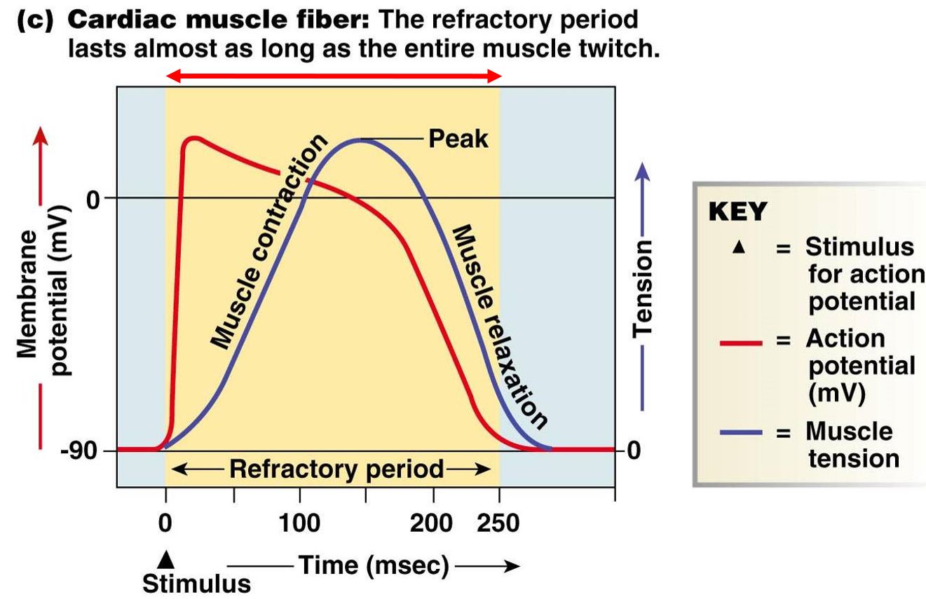 <p>no summation of myocardial action potentials</p><ul><li><p>refractory period is almost as long muscle twitch</p></li><li><p>can’t create another action potential </p></li><li><p>prevents tetanus</p></li></ul>