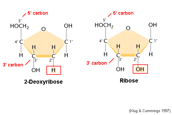 * C2-H = deoxiribose
* C2-OH= ribose

  Count where carbonyl starts