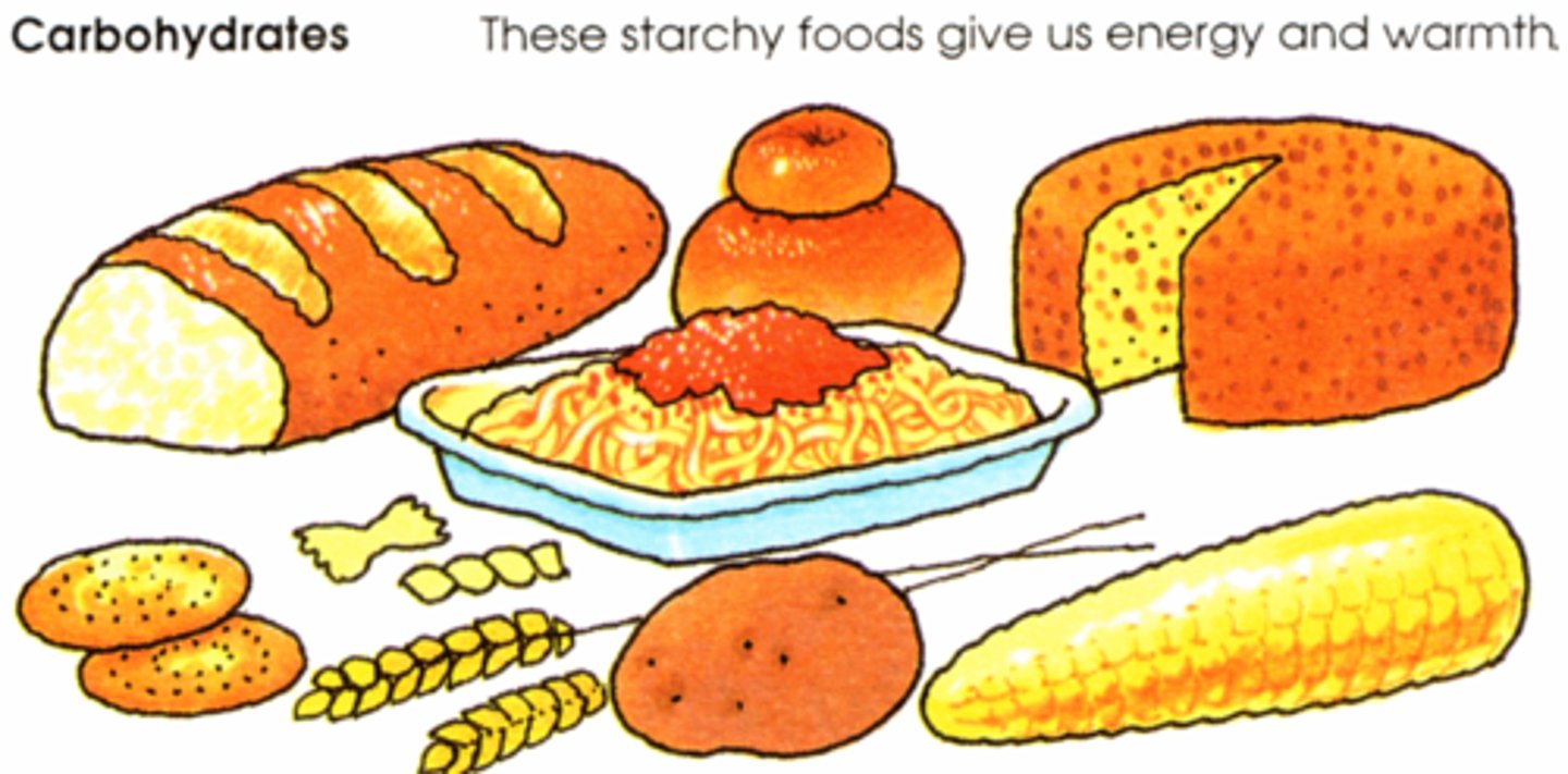<p>carbohydrates</p>