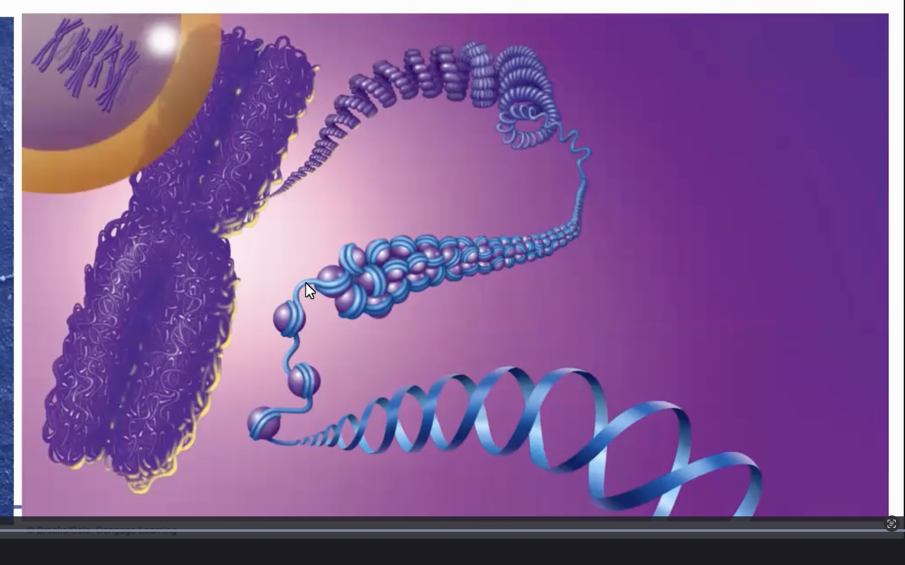 <p>• A length of DNA wound around a spool of histone proteins</p>