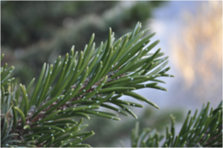 <p>5 needles, resin flecks (white dots end)</p>