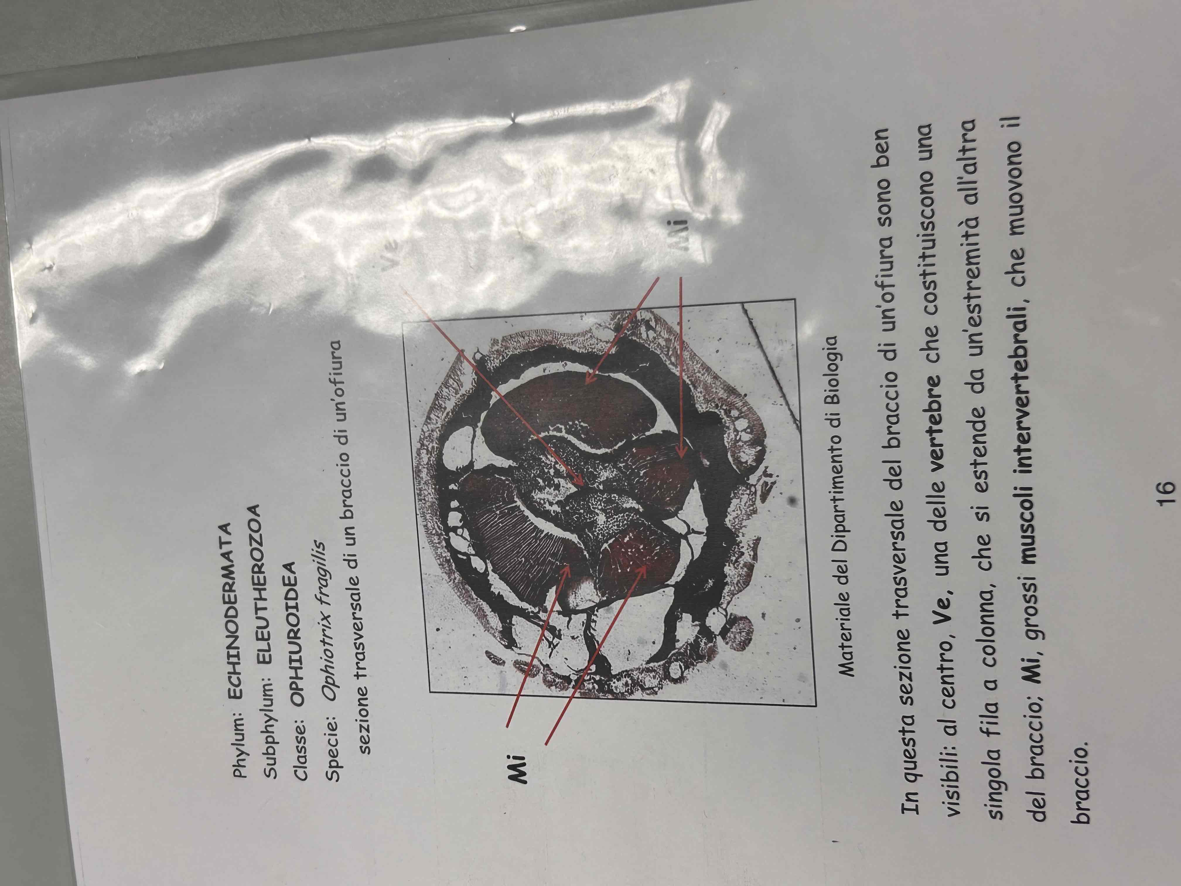 <p>Echinodermata</p><p>Ofiuroidei</p><p>Ophiotrix fragilis (sezione braccio)</p>