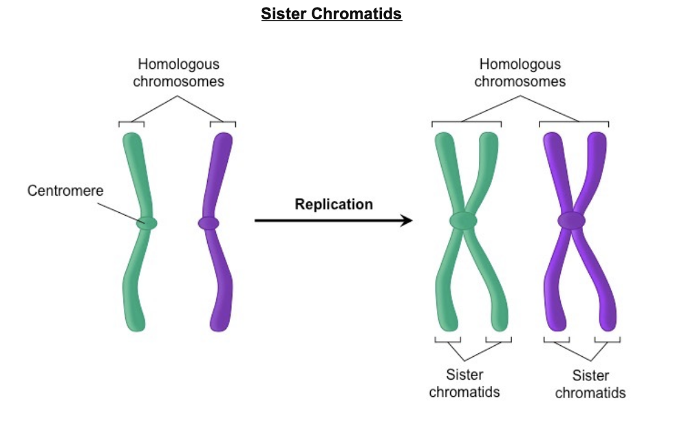 <p><em>Sister chromatids</em><span><span> are identical copies of a chromosome produced during DNA replication and joined at the centromere. </span></span><em>Homologous pairs</em><span><span> are two similar (but not identical) chromosomes—one from each parent—that carry the same kinds of genes but may have different alleles. </span></span></p>