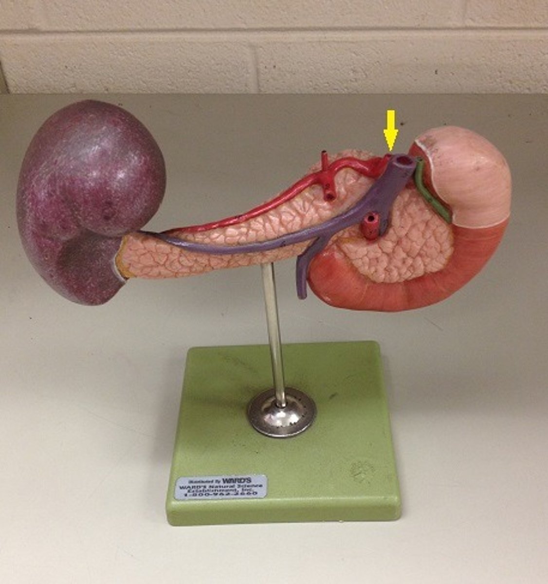 knowt flashcard image