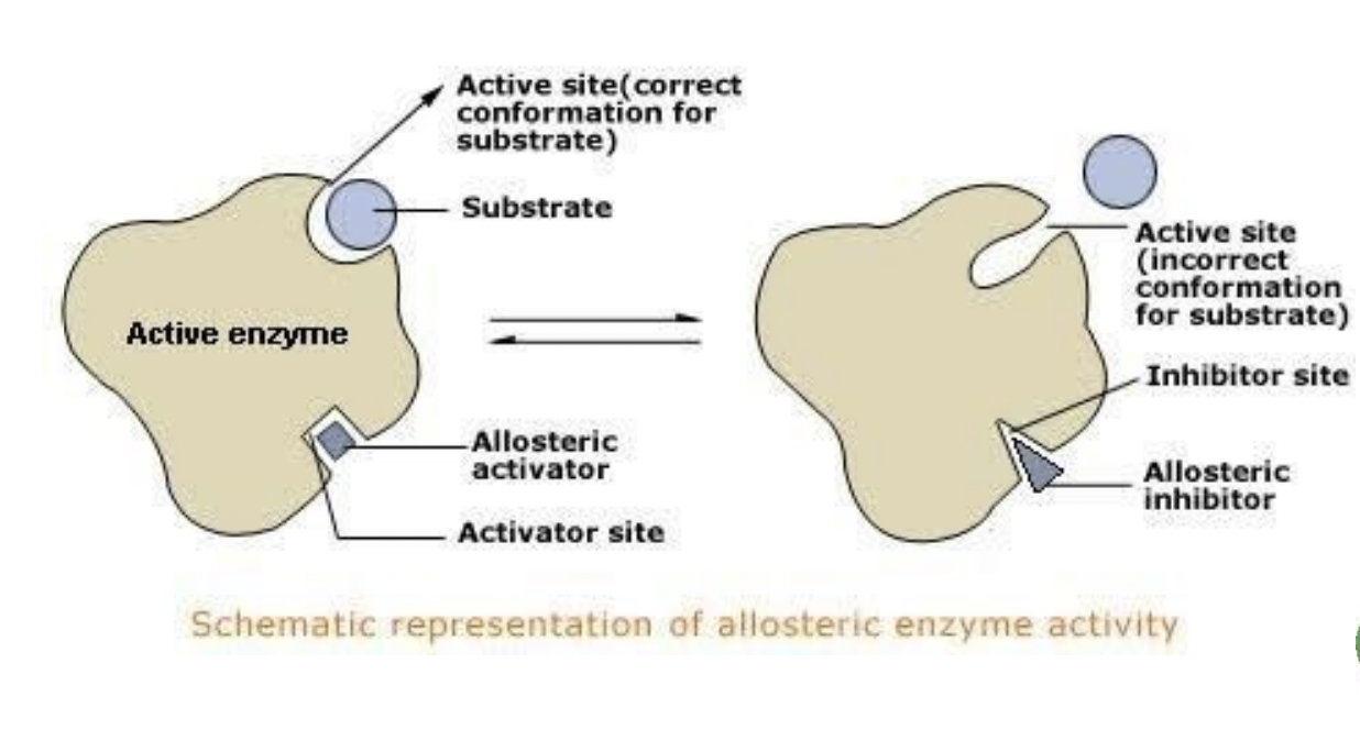 <p>allosterically </p>