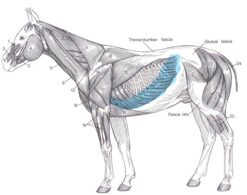 <p>name of highlighted muscle?</p>