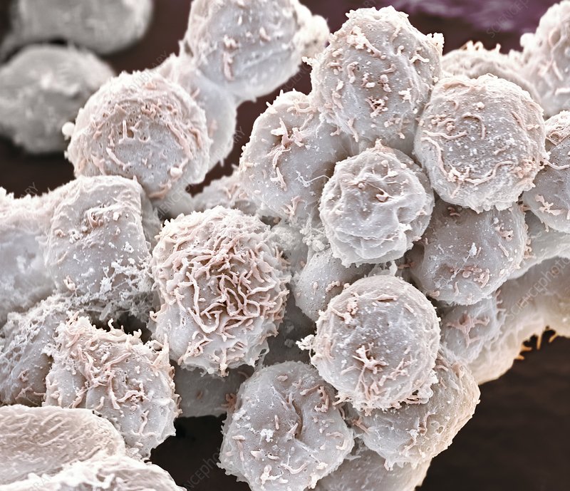 <p><strong>WHITE BLOOD CELLS</strong></p>